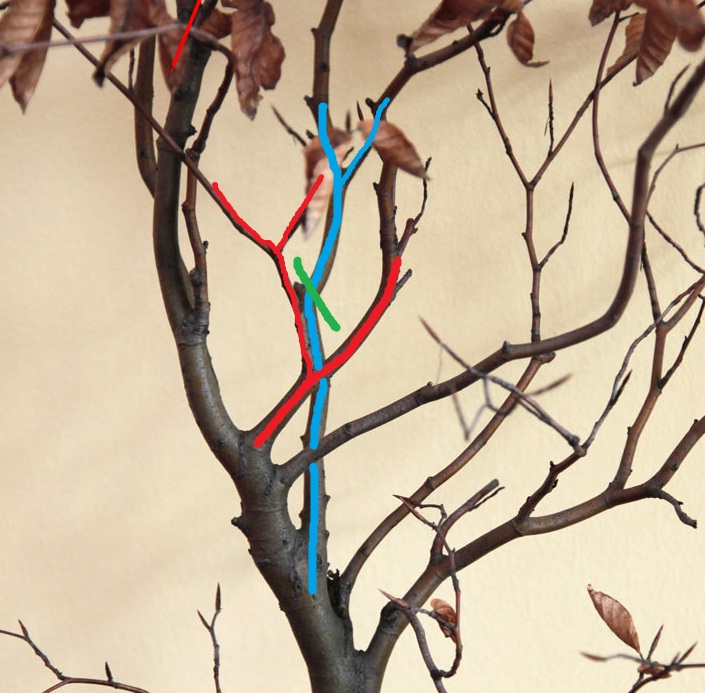 Wierzchołek bez pąków