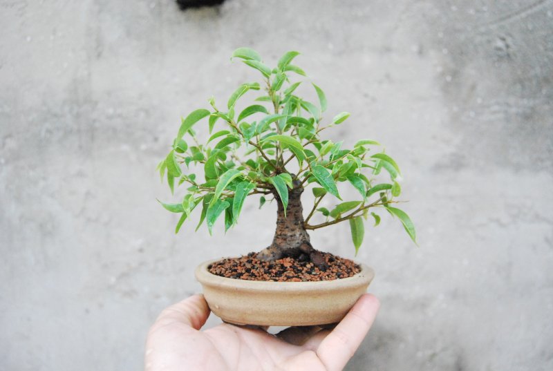Ficus 15 cm