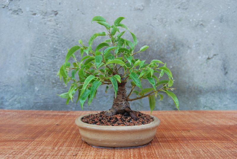 Ficus 15cm 2