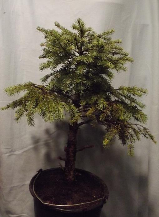 Materiał wyjściowy