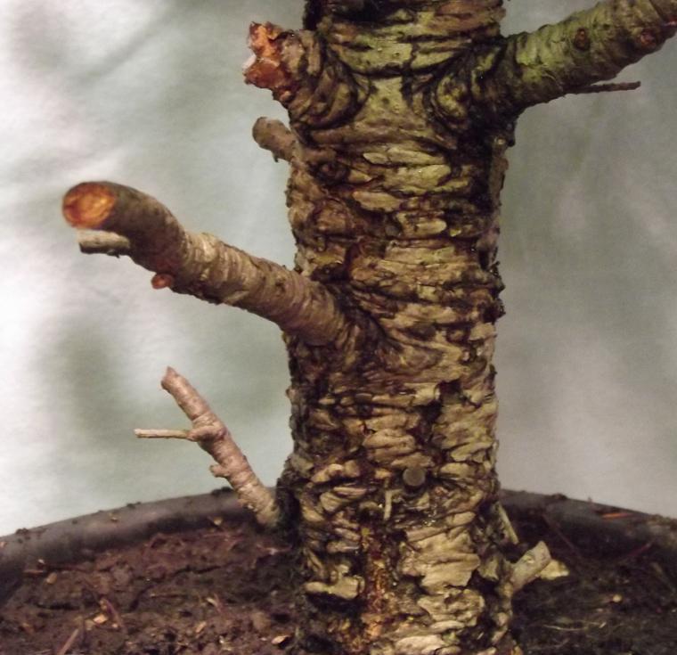 fajna popękana kora