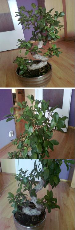 Nr 1. Zwany przeze mnie Fikus S