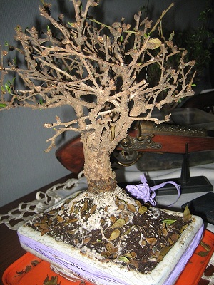 "Niezidentyfikowane" drzewko bez liści