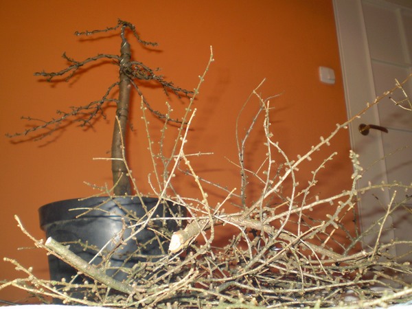 pierwsze formowanie 2009 jesień