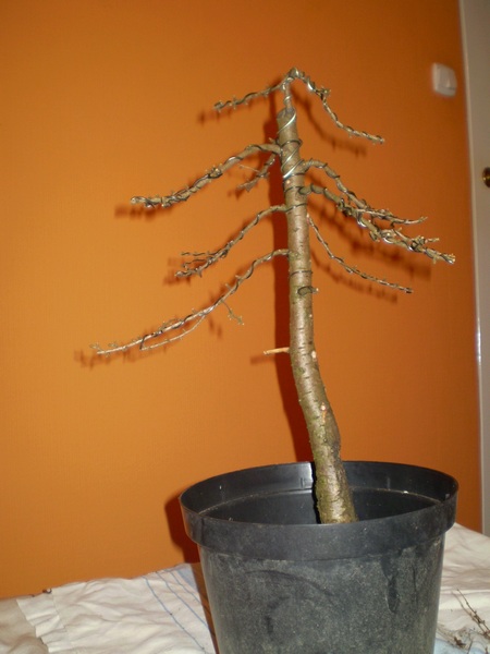 pierwsze formowanie 2009 jesień