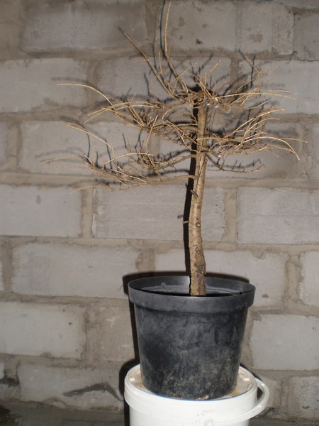 w mojej nowej pracowni - jeszcze nie wykończonej. Miała być sypialnia - jest warsztat pracy na drzewkach :) 2012 rok