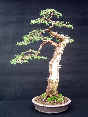 Juniperus-yyy1.jpg