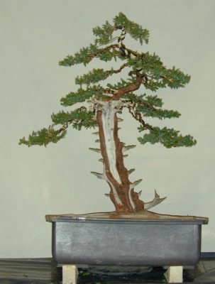 Juniperus33b.jpg