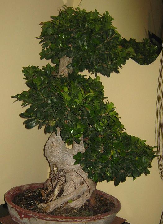 zdjęcie bonsai