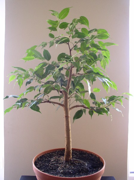 marzec 2005
<br />wysokoÂśĂŚ 56cm