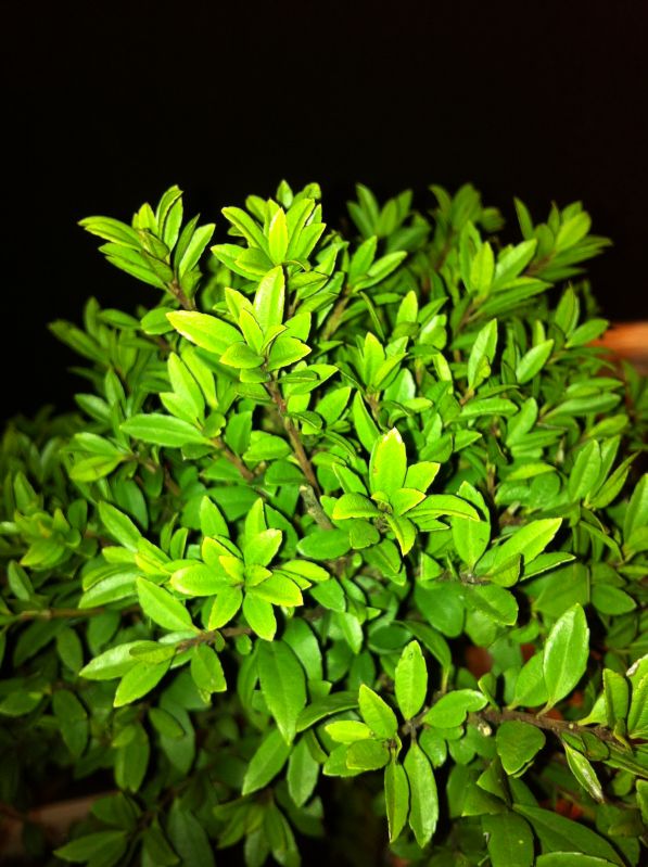 new bonsai 2
