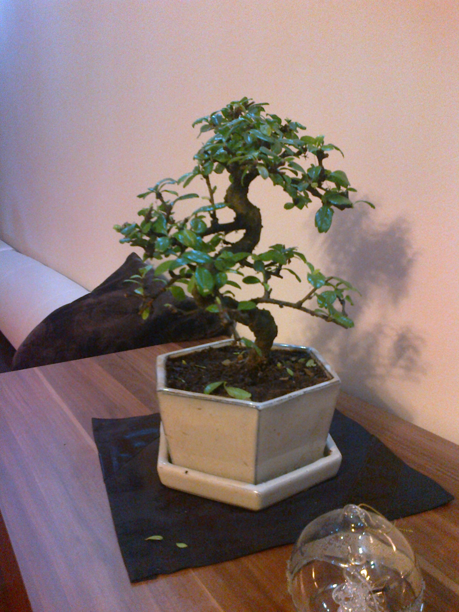 bonsai 1.jpg