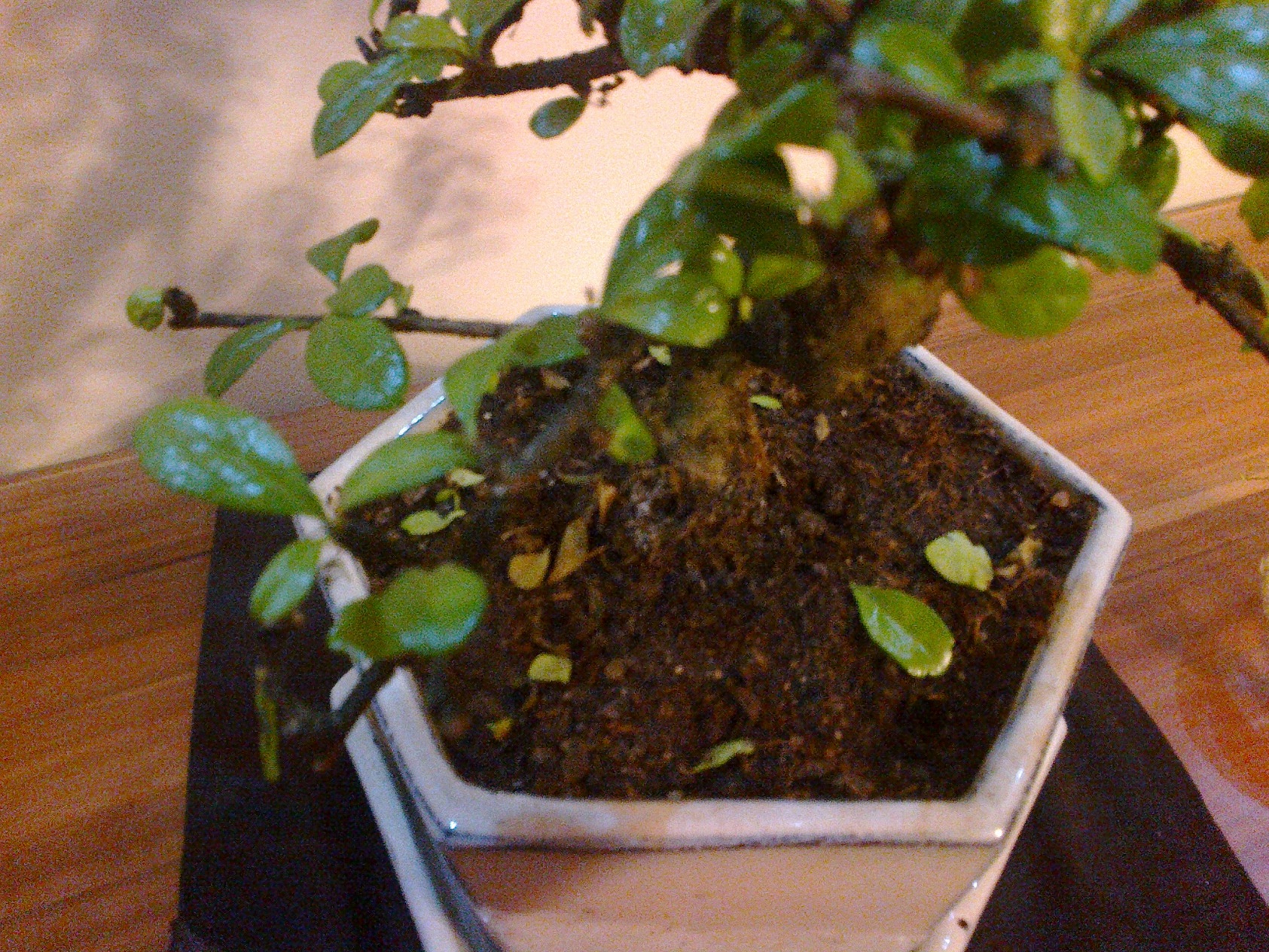 bonsai 3.jpg