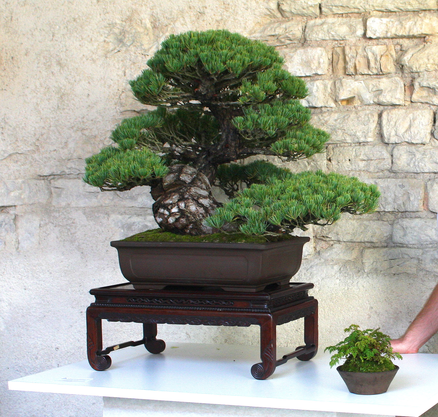 IBUKI Studio Bonsai - Pinus Parviflora