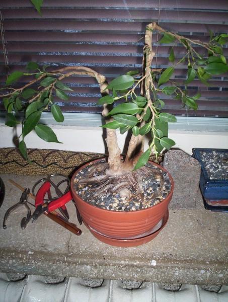 Ten fikus staÂł u mnie na klatce schodowej. GĂłrna czeÂśĂŚ byÂła poÂłamana przez jakiegoÂś &quot;niemiÂłego&quot; (Âżeby brzydko nie mĂłwiĂŚ) sÂąsiada zaczeÂła usychaĂŚ wiĂŞc musiaÂłem go doÂśĂŚ mocno obciÂąĂŚ. WysokoÂśĂŚ okoÂło 15 cm