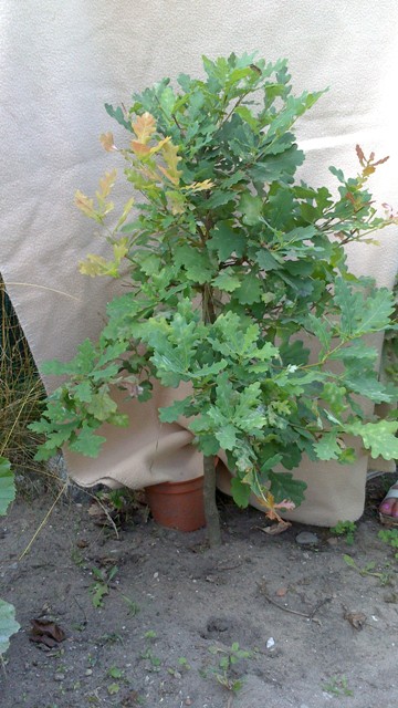 Dąbek lato 2013