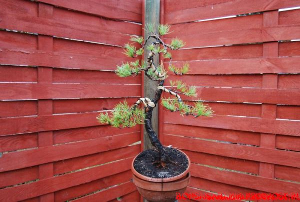 pinus_sylvesrtis_17_2013.JPG