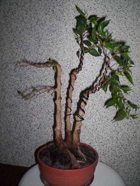 Tak jak mi poleciÂł Tatko ÂŁukasz podniosÂłem mu trochĂŞ gaÂłÂązki do gĂłry. Pnia po lewej stronie wogĂłle nie ruszaÂłem poniewaÂż jego gaÂłÂązki sÂą dosyĂŚ Âłyse i sÂłabe. Dam im trochĂŞ odpoczÂąĂŚ. UsunoÂłem takÂże drobne kamyczki ktĂłre miaÂłem rozsypane na powierzchni grunt