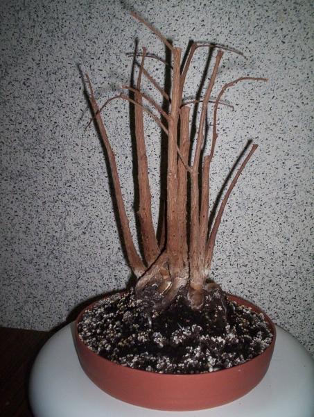 W tym fikusie musiaÂłem zredukowaĂŚ doÂśĂŚ sporÂą czĂŞÂśĂŚ gaÂłezi poniewaÂż usychaÂły i z niewiadomych przyczyn zaczĂŞÂły opadaĂŚ liÂście. KtoÂś wie jaka mogÂła byĂŚ przyczyna? Jak pobudziĂŚ go do dalszego rozwoju? Pod foliĂŞ?