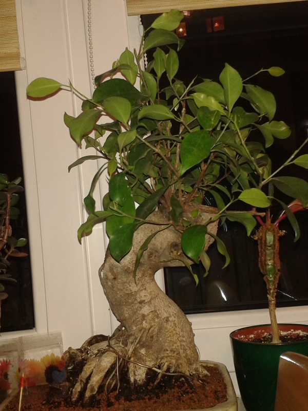 20131124_193615.jpg