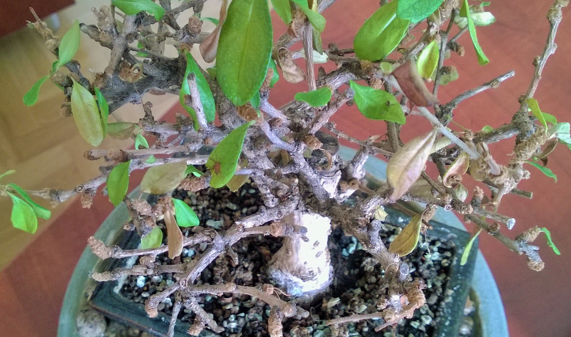 WP_20140309_002.jpg