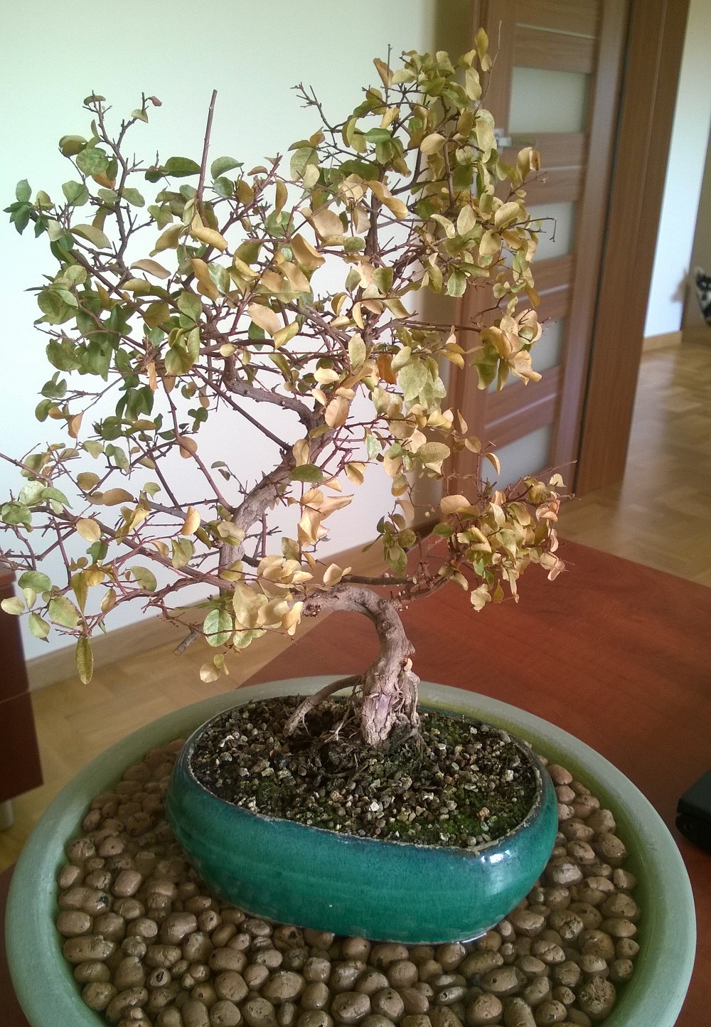 WP_20140309_003.jpg