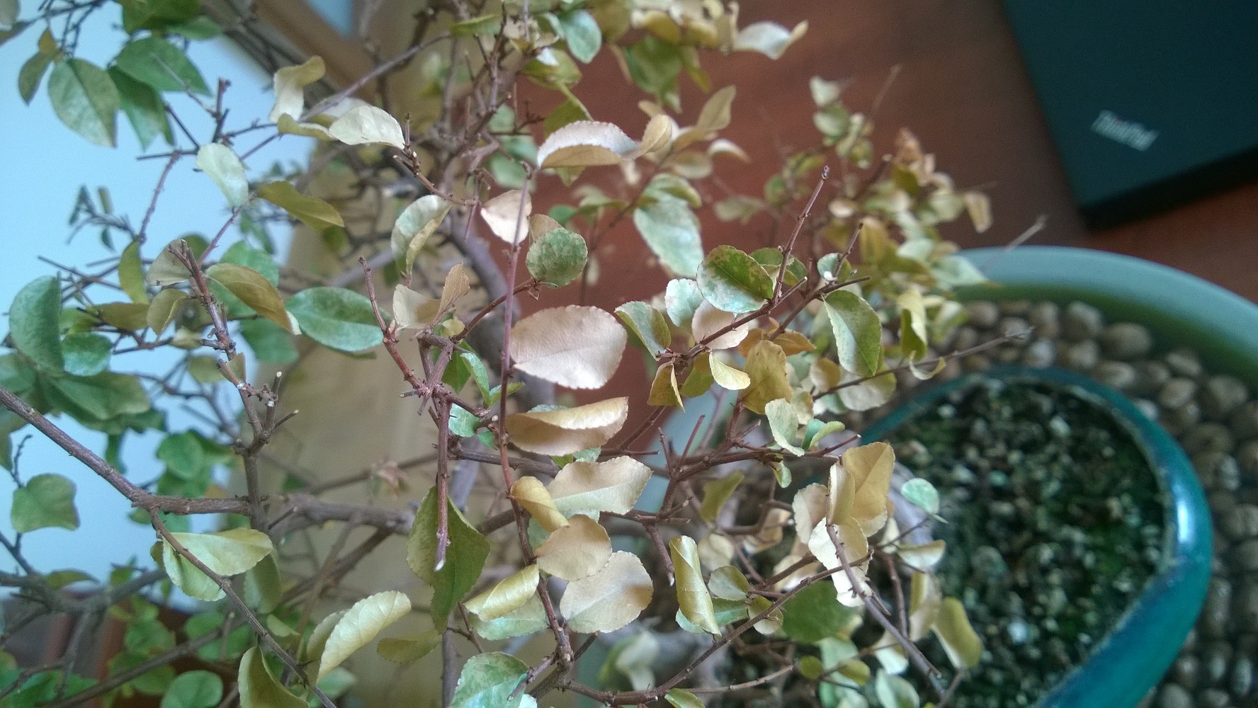 WP_20140309_005.jpg