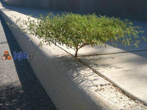 46195_drzewko-bonsai-na-chodniku.jpg