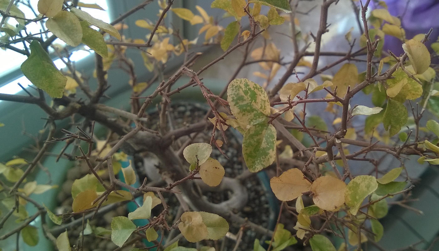 WP_20140329_008.jpg