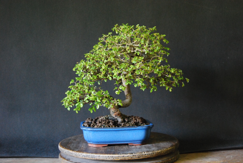 ulmus.JPG