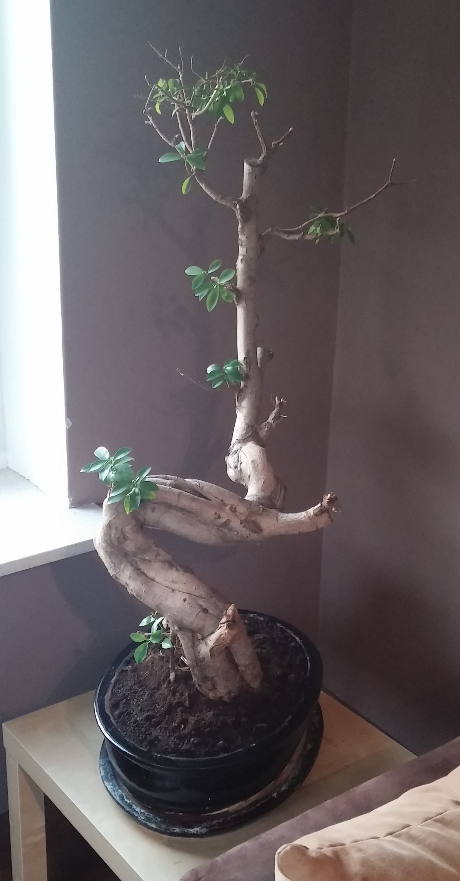 Jak jeszcze miał trochę liści... Listopad