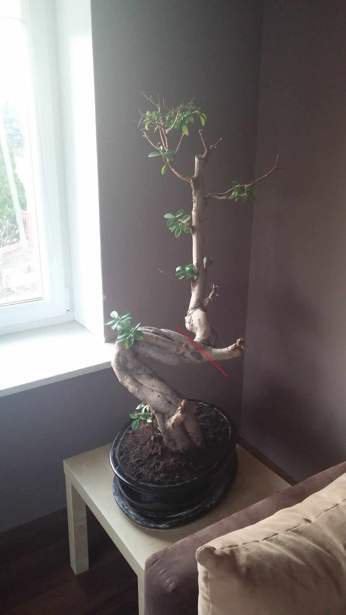 linia na czerwono to miejsce cięcia, nie wiedziałem czy ciąć pionowo, poziomo czy jak.