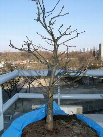 Resize of Resize of DSCF0817.JPG