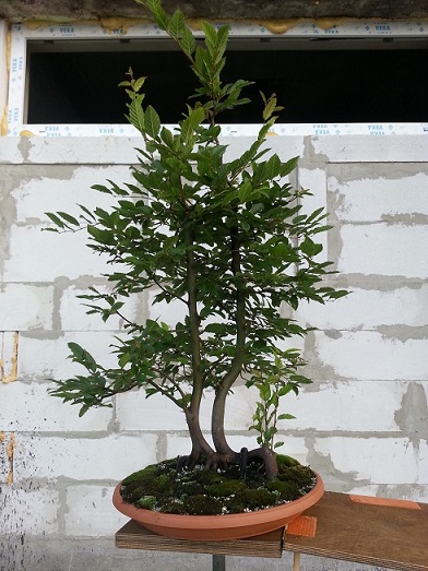 Przed warsztatami z Václav Novák w Ibuki