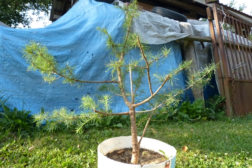 "Myślałem, żeby poucinać gałęzie, aby wypuściły nowe pąki i ładnie się zagęściły."