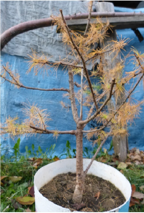 Jeśli uciąć to przy pniu, czy na gałęziach?