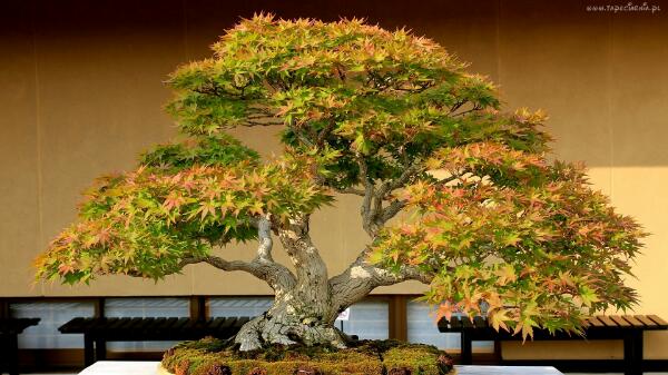211728_drzewko_bonsai_miniatura_klonu.jpg