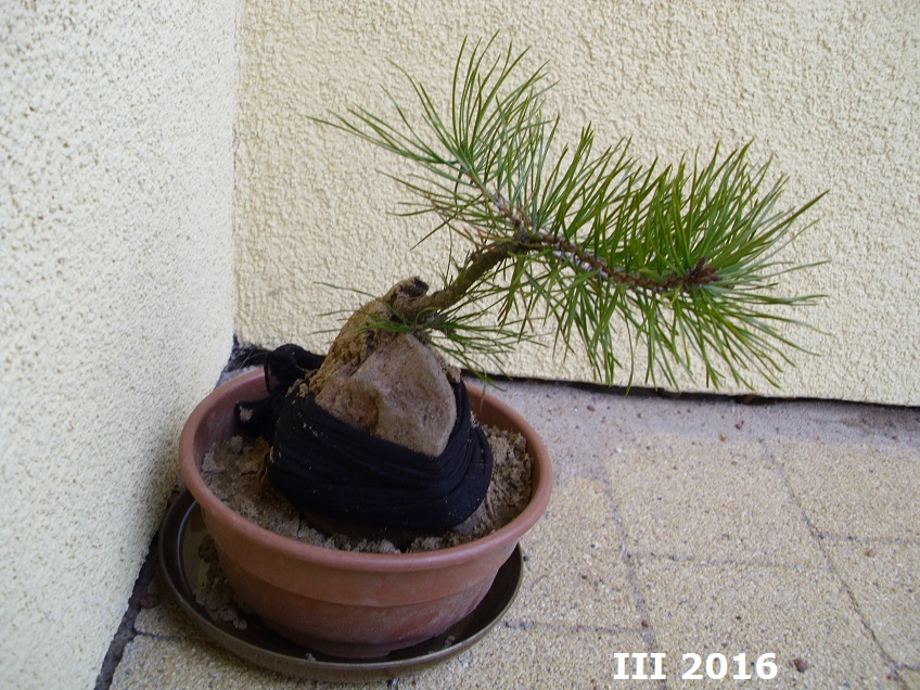 bonsai sosna na kamieniu 2.jpg