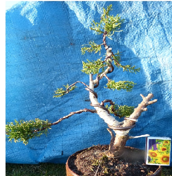 juniperus.JPG