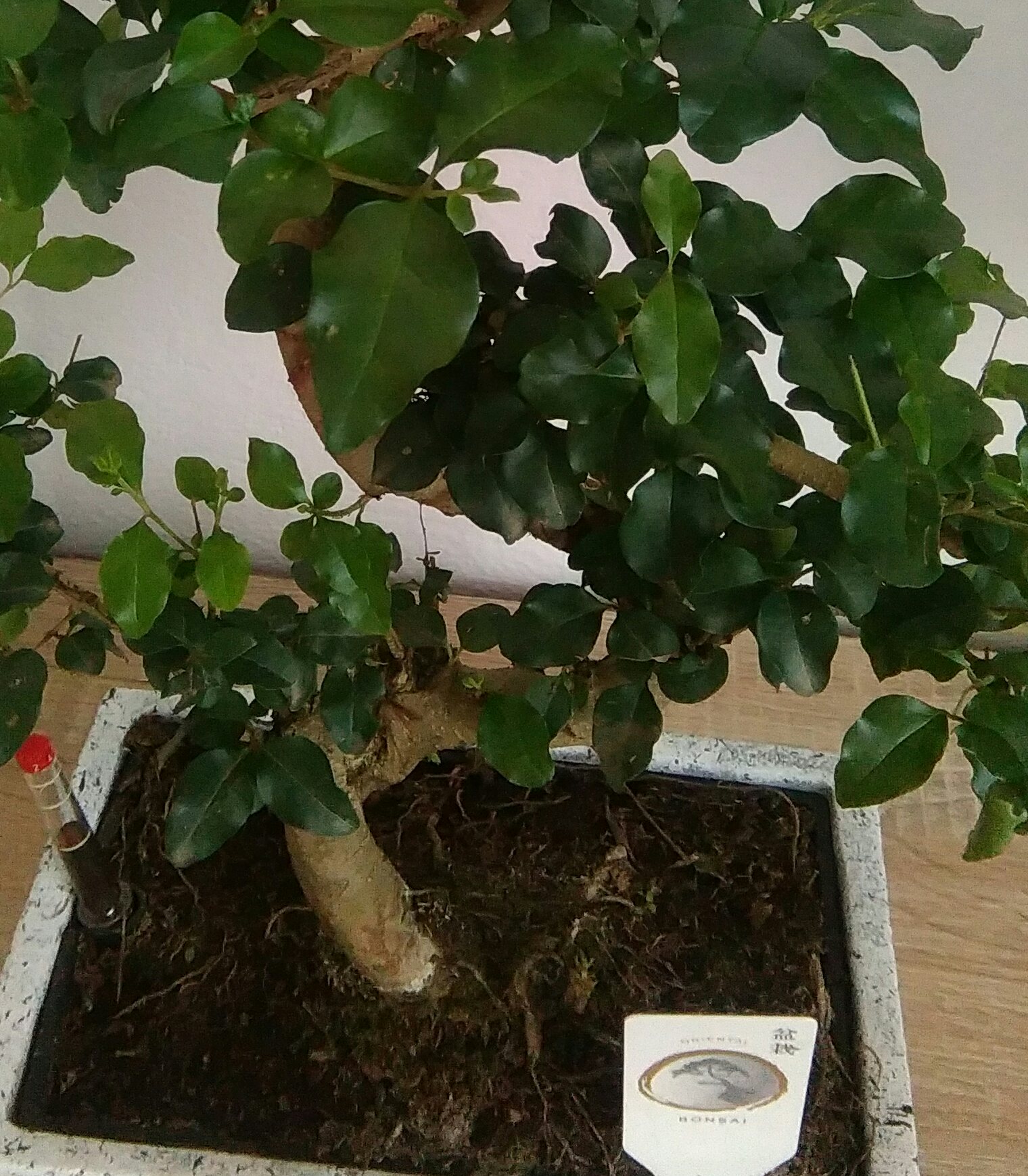 IMAG4325_1.jpg