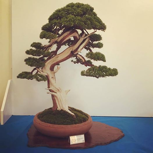 Najlepsze drzewo wystawy , Jałowiec Itoigawa