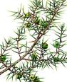 juniperus rigida