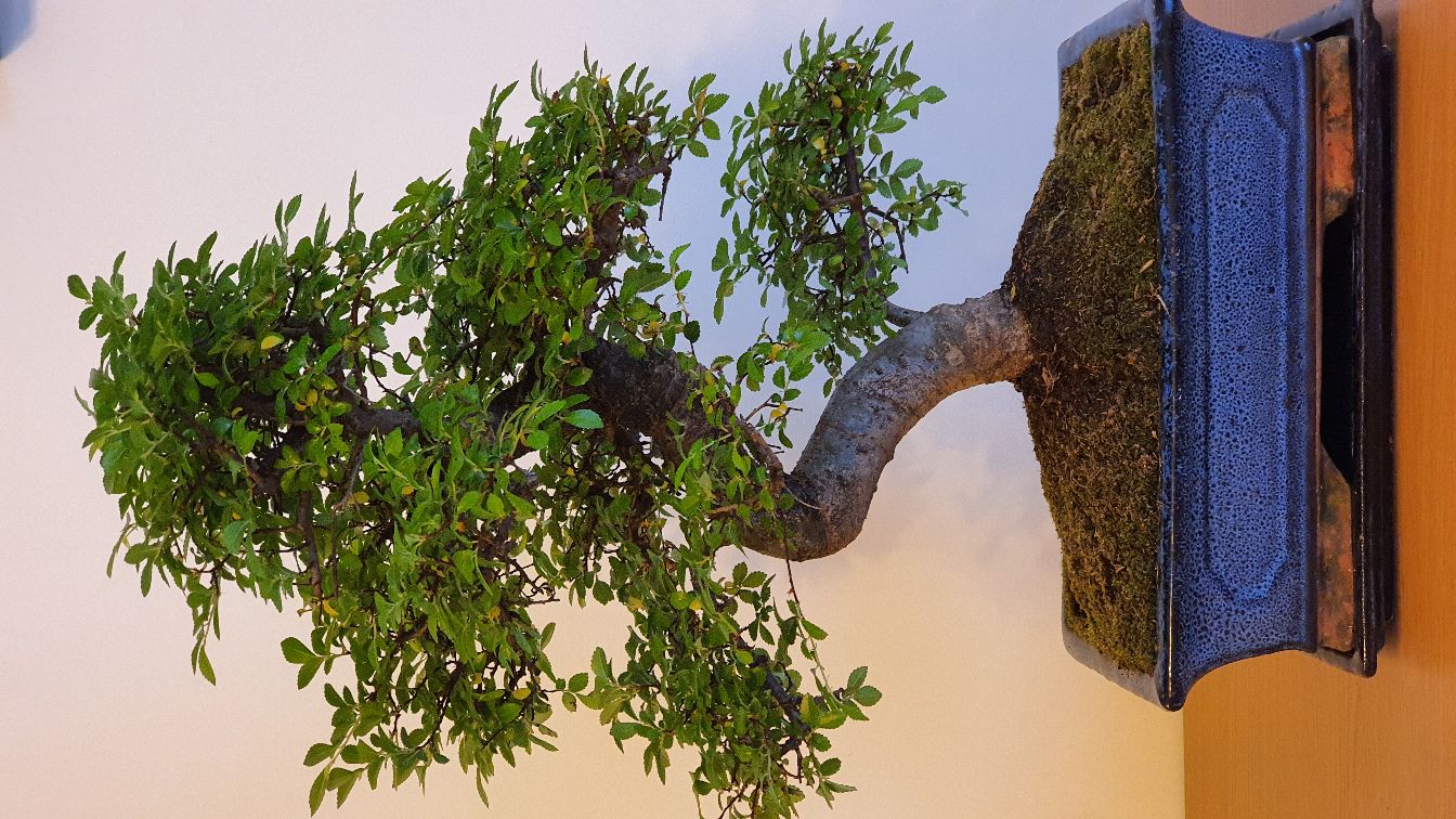 Moj  bonsai wczojar kupiony