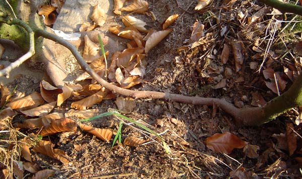 wyrastajÂące z pnia zamieniajÂące siĂŞ w korzeĂą dla buczka obok:)