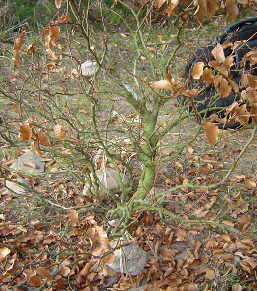 "niby prawa stron" :p