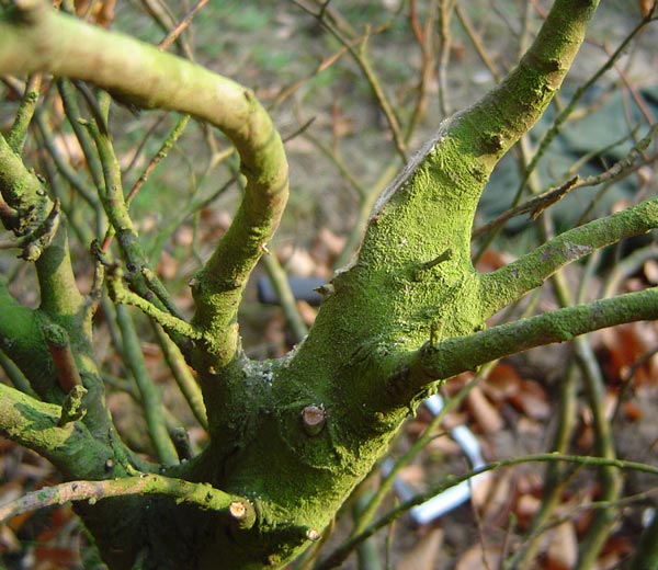 ksztaÂłt obiĂŞcia gÂłownego pĂŞdu