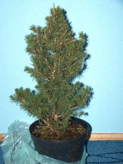 drzewko zaraz po zakupieniu