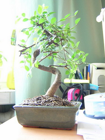 Zelkova Ulmus Parvifolia