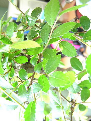 Zelkova Ulmus Parvifolia