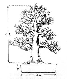 Rys.3. Takie powinny byĂŚ idealne proporcje miĂŞdzy dojrzaÂłym drzewkiem, a jego pojemnikiem.